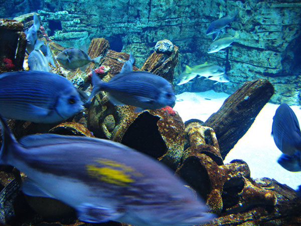 Mallorca Aquarium Sant Jordi