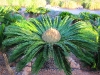 Botanicactus, Ses Salines, Mallorca