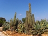 Botanicactus, Ses Salines, Mallorca