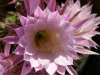 Botanicactus, Ses Salines, Mallorca