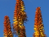 Botanicactus, Ses Salines, Mallorca